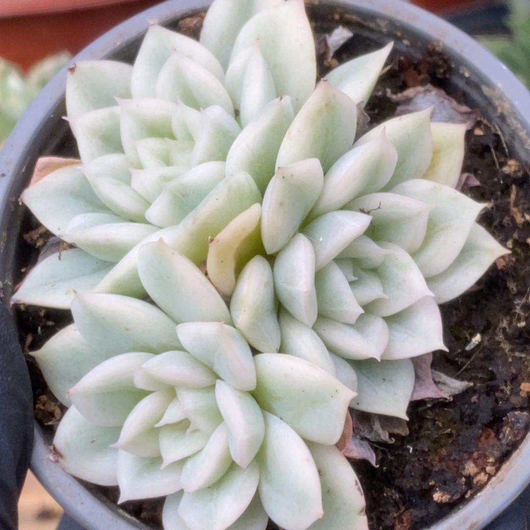 146月亮仙子锦锦锦锦锦锦