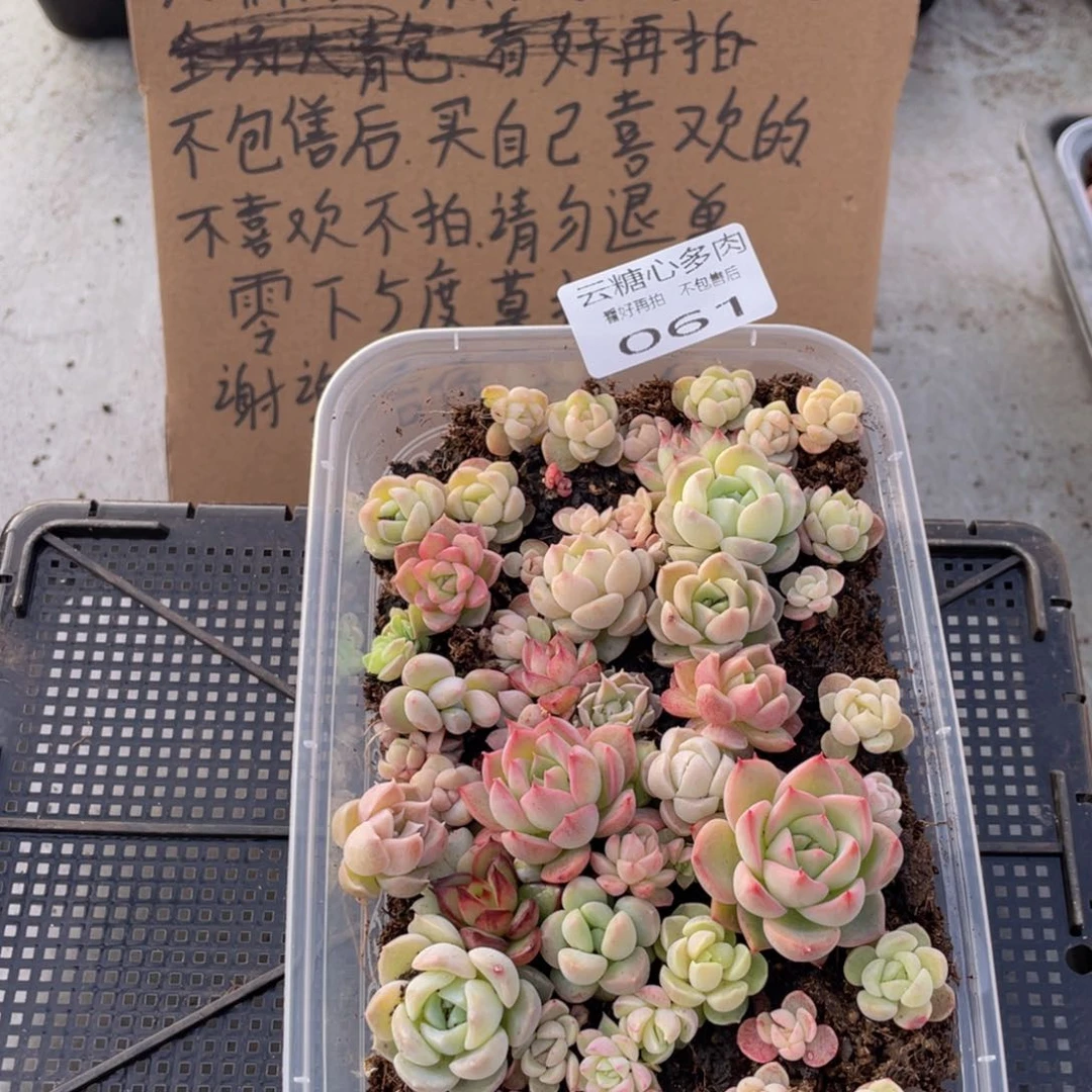 云糖心多肉植物61
