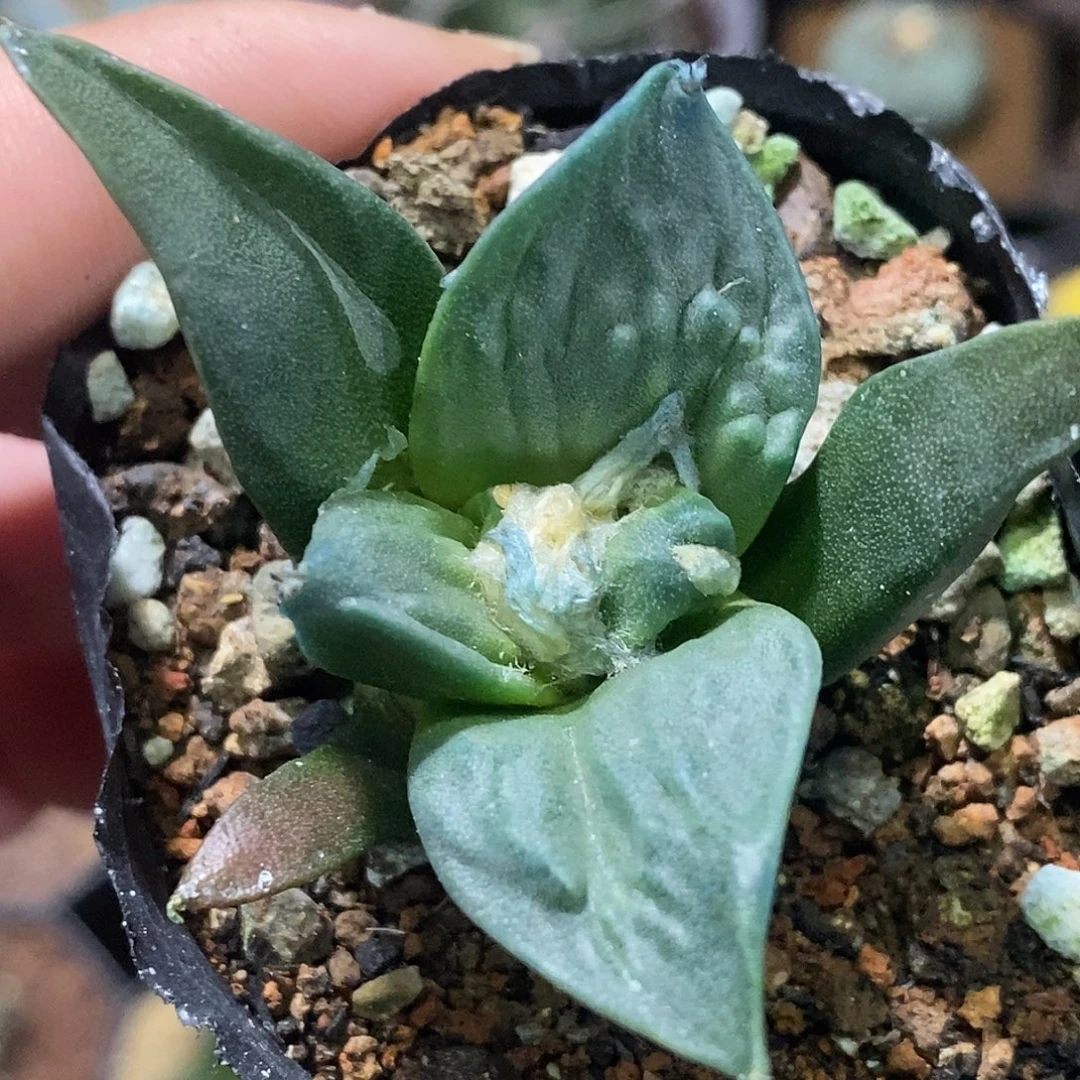 实生特选株牛舌头牡丹2号