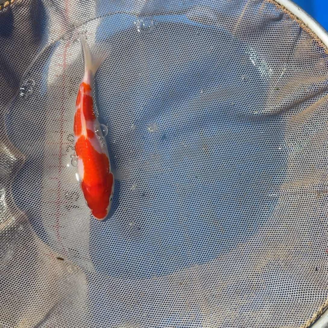 锦鲤阪井米兰小姐大两端闪电