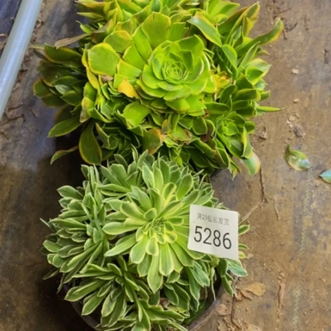 两盆多肉植物5286
