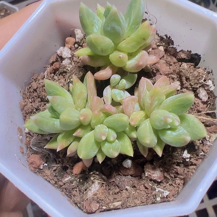 糖爪精品多肉植物大战