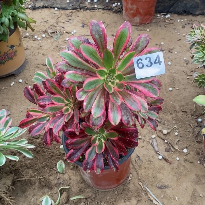 634香奈儿手捧多肉