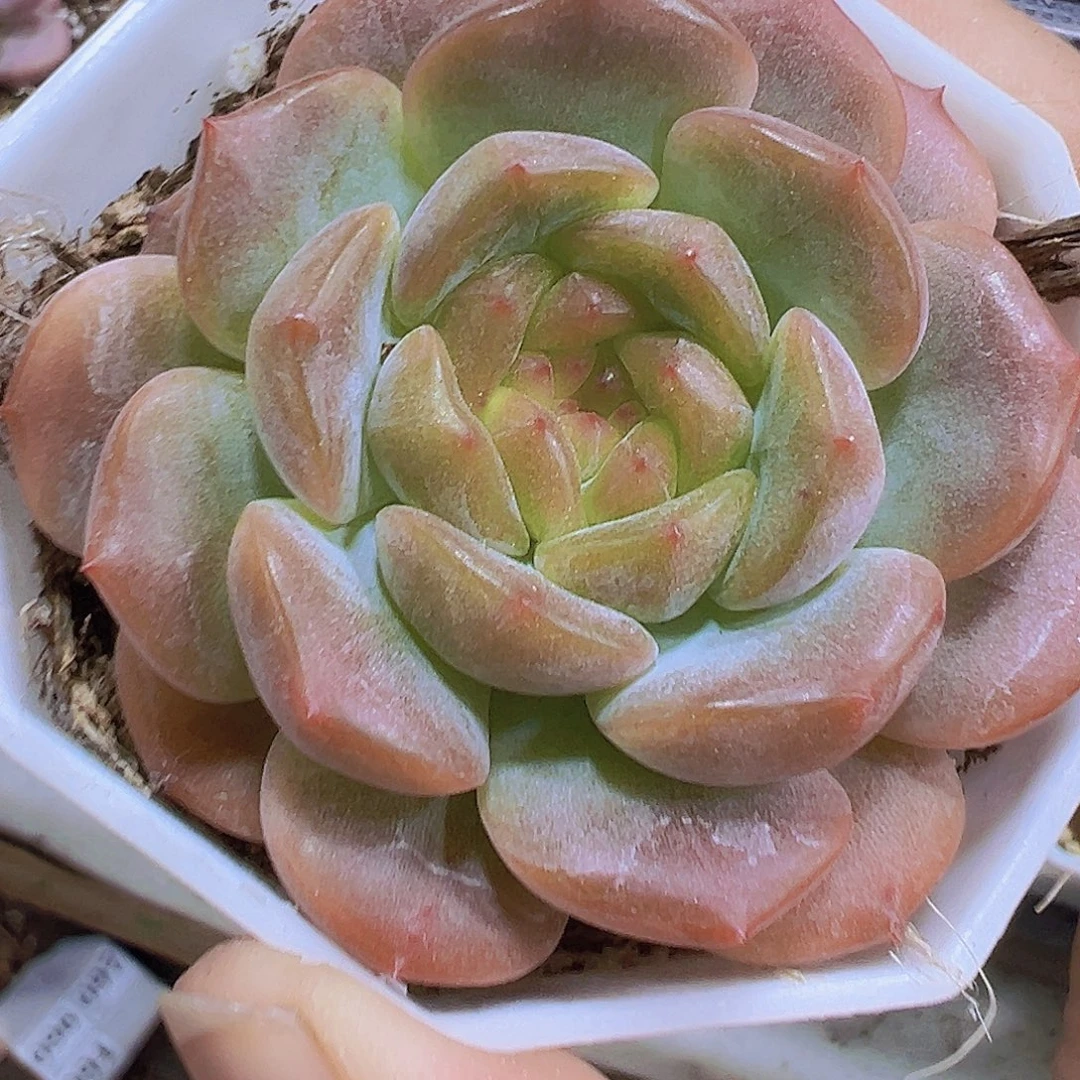 糖葫芦带盆带土多肉
