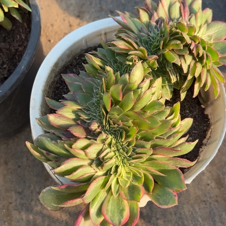 多肉植物黑膜锦缀