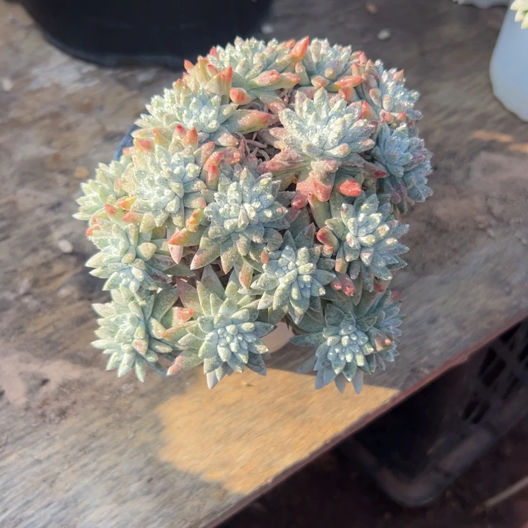 大脸白菊～一物一拍2755