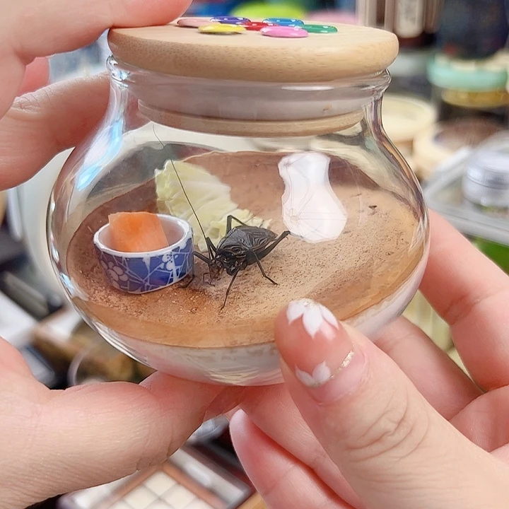 哈哈哈生态罐带麒麟