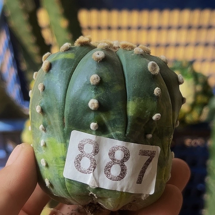 无花朵落地自根散班兜锦887