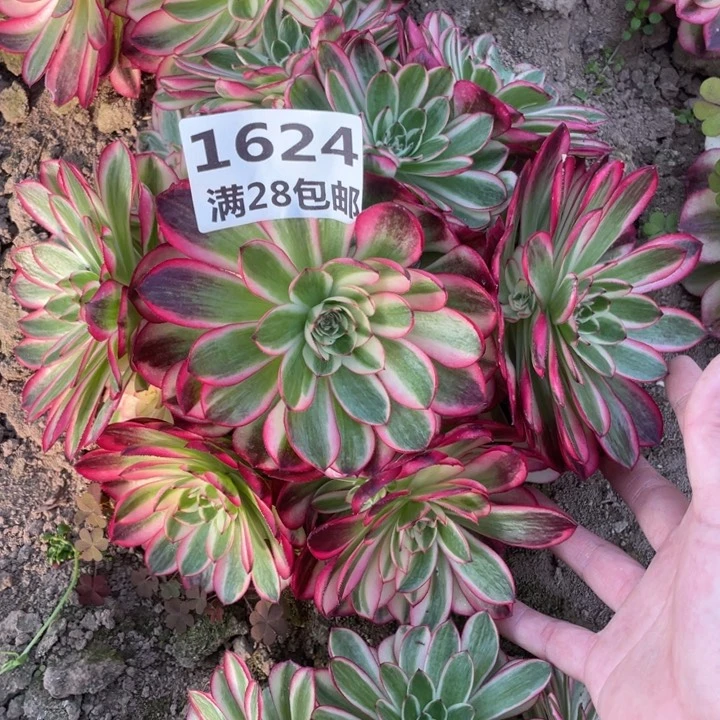 1624三号棚倾城多肉植物