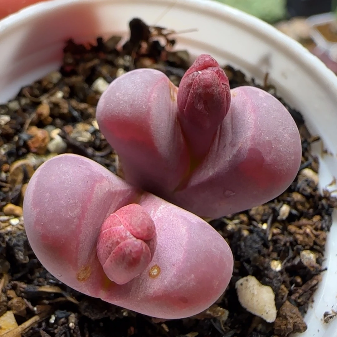 红大内多肉植物百科