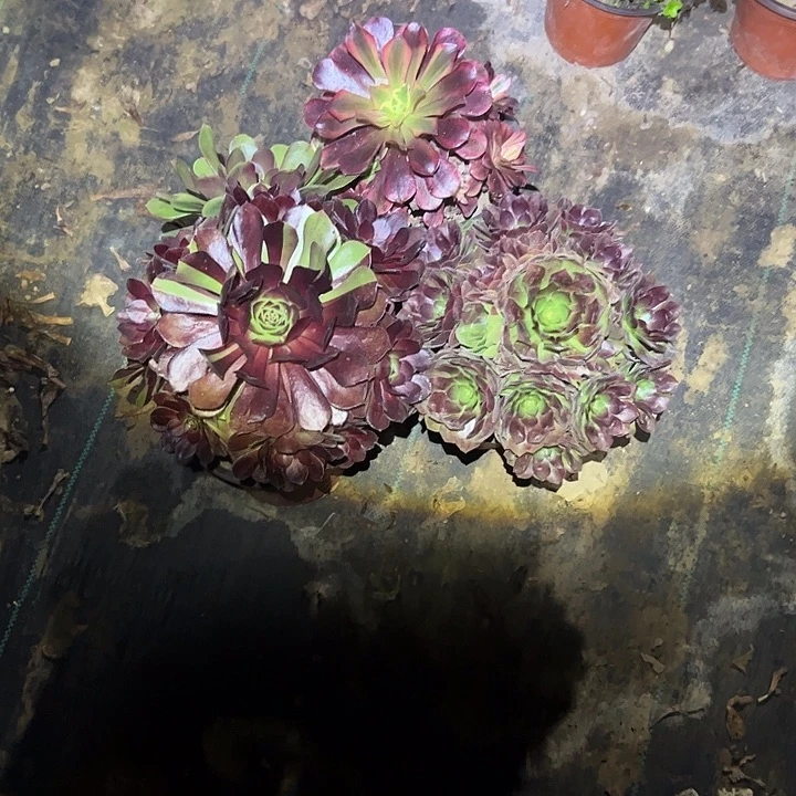 亮***亮不包侧枝一物一拍24