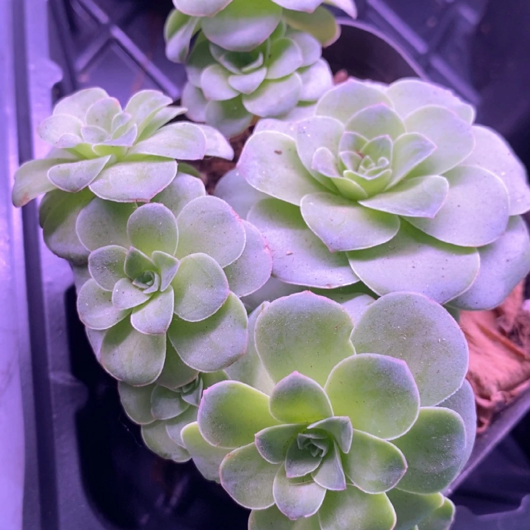 捡漏下播福利一物一拍005山地玫瑰