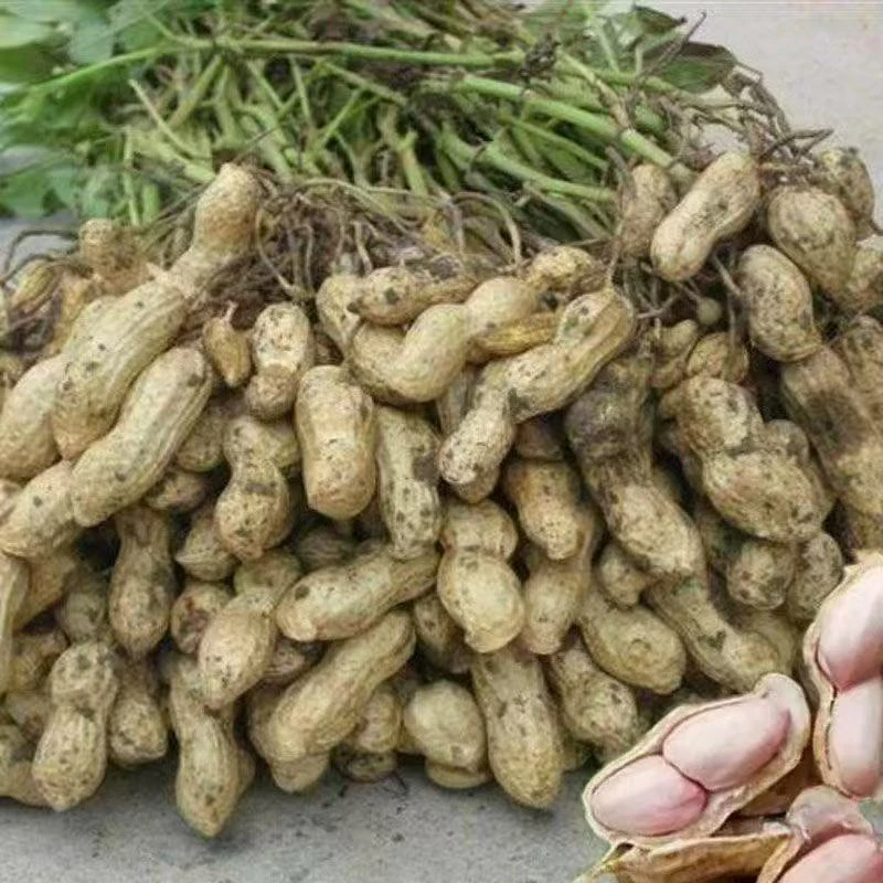 现挖鲜花生带壳生花生农家自种生花生新鲜湿花生带泥嫩花生