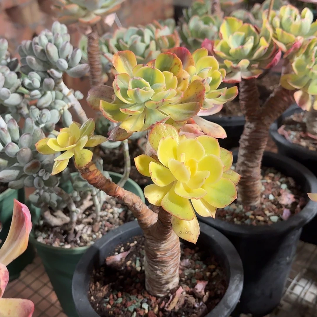 夕阳牡丹锦冠幅20㎝左右高度30㎝