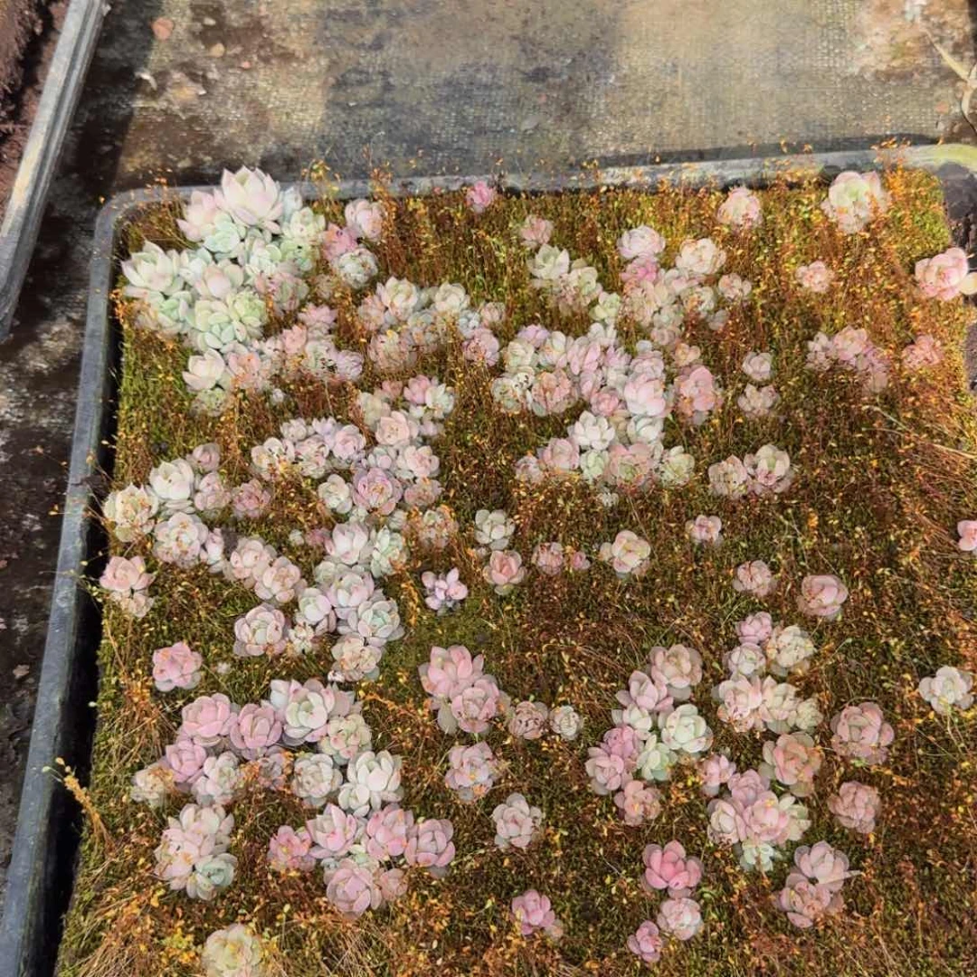 多肉杂交一物一拍19-73