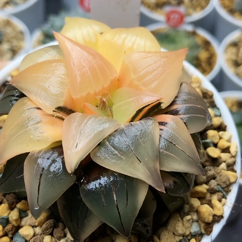 【闪购商品】3****0红纹锦54