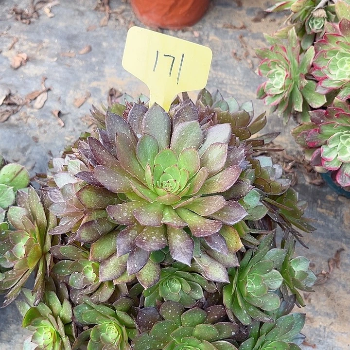 171一颗红魔法师多肉