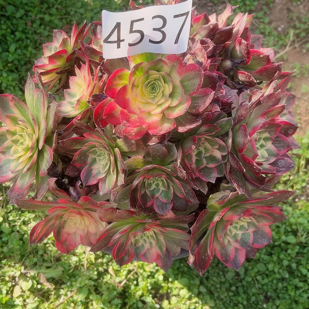 4537海王多肉植物