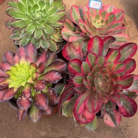 089多肉植物组合