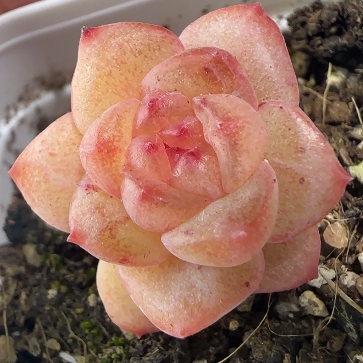 79王者系列绝绝子多肉一盒