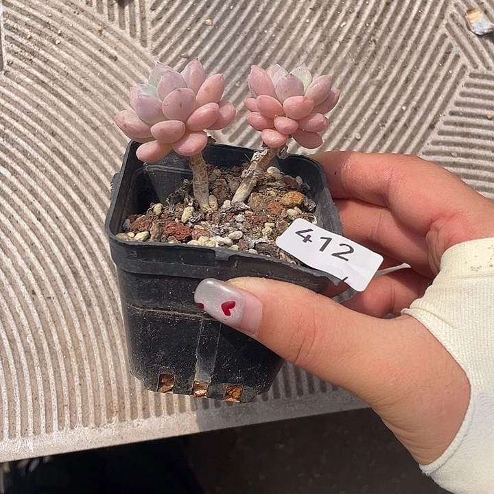 412。  风车草。