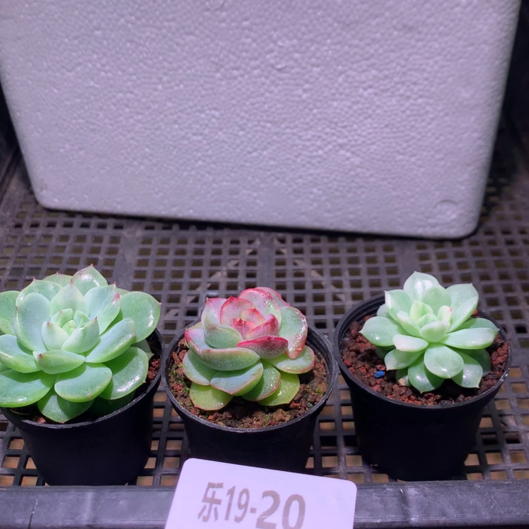 乐然19-多肉3颗+保温箱