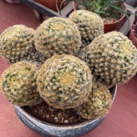 大明星群13仙人球