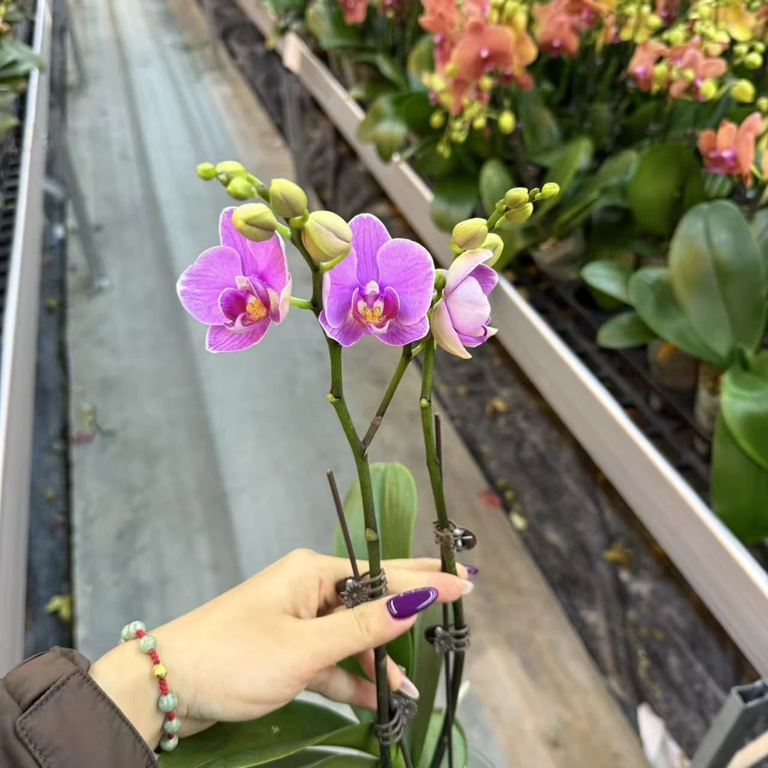 精选蝴蝶兰【紫蝶】紫色蝴蝶兰 室内花卉绿植 基地直发。