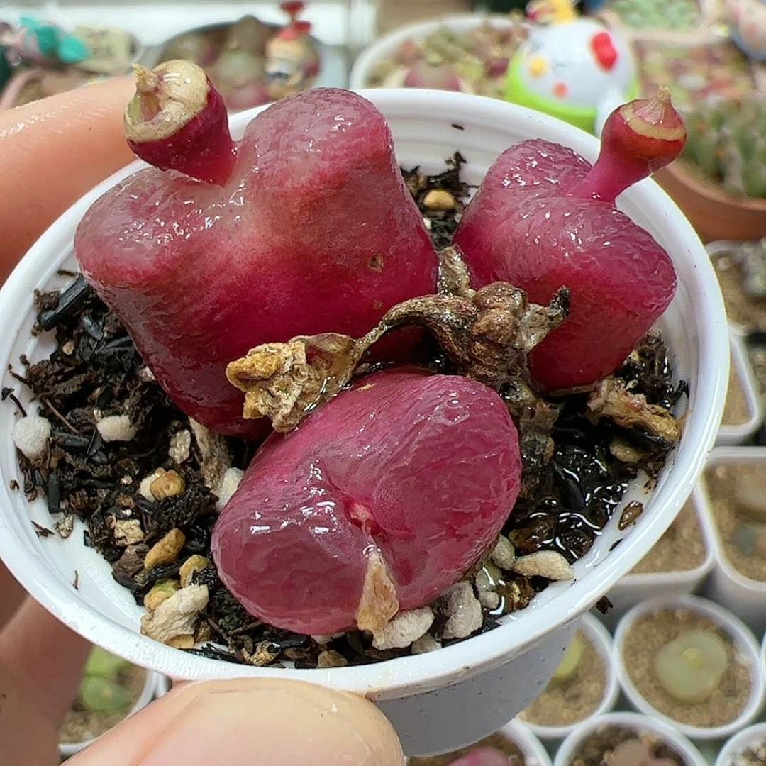 【闪购商品】302 车厘子