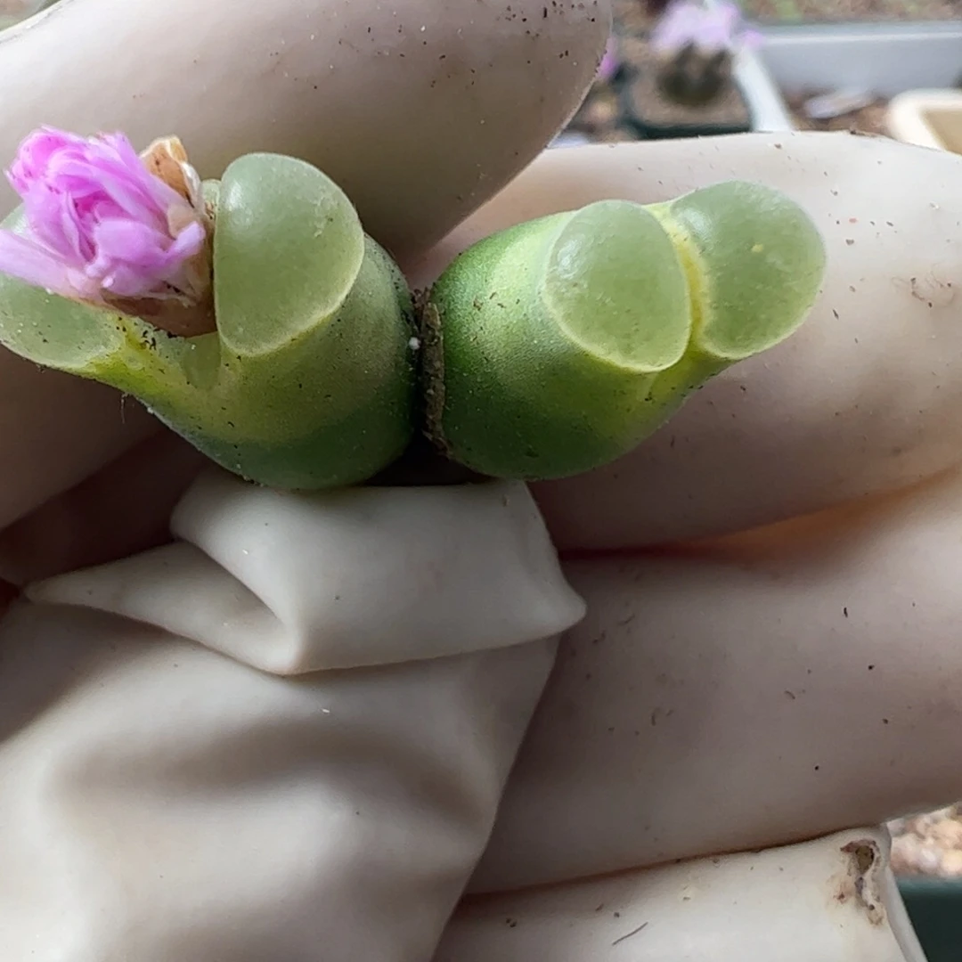 666 好看的多肉冲冲冲