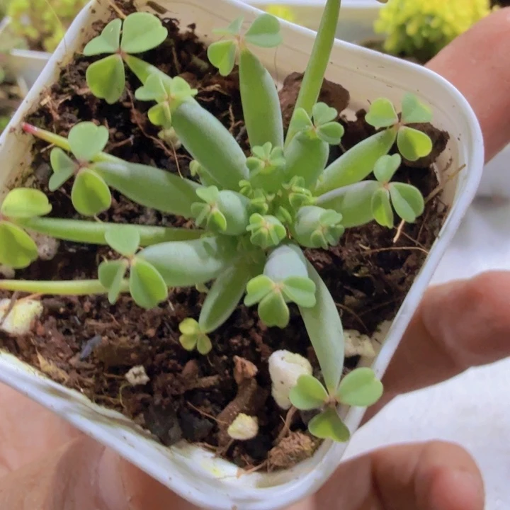棒棒糖酢浆草福利一颗