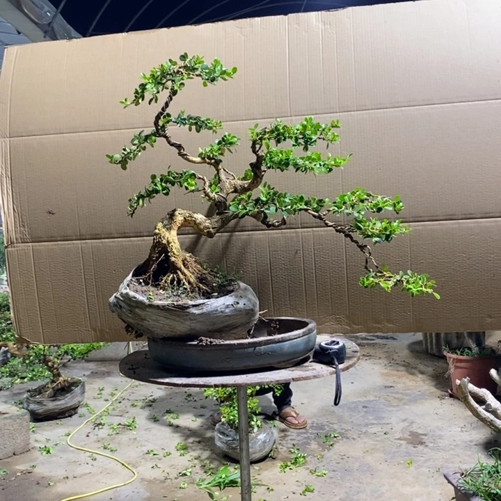不开花植物黄杨木雕作品欣赏!