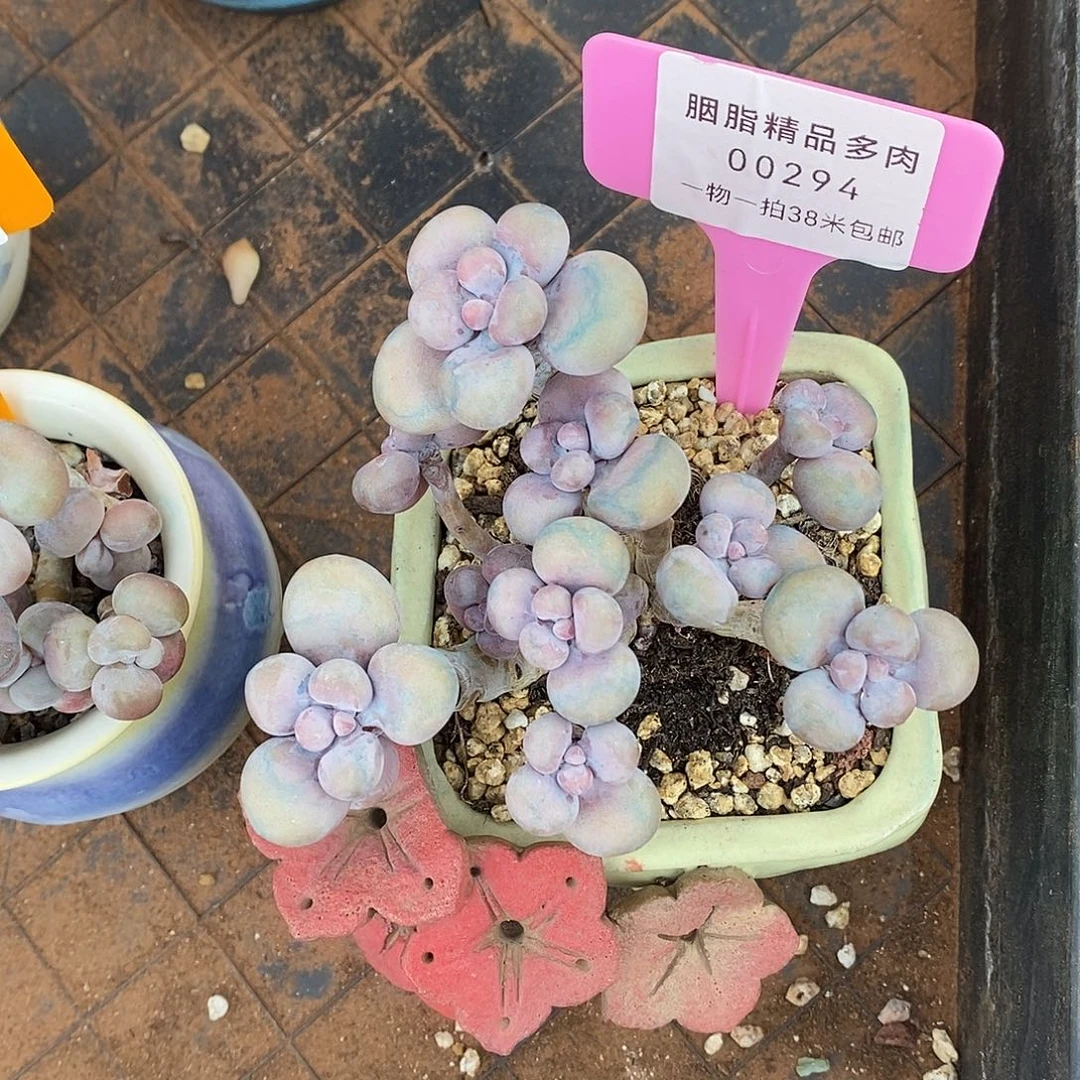 294头莉莉咯来咯们呢