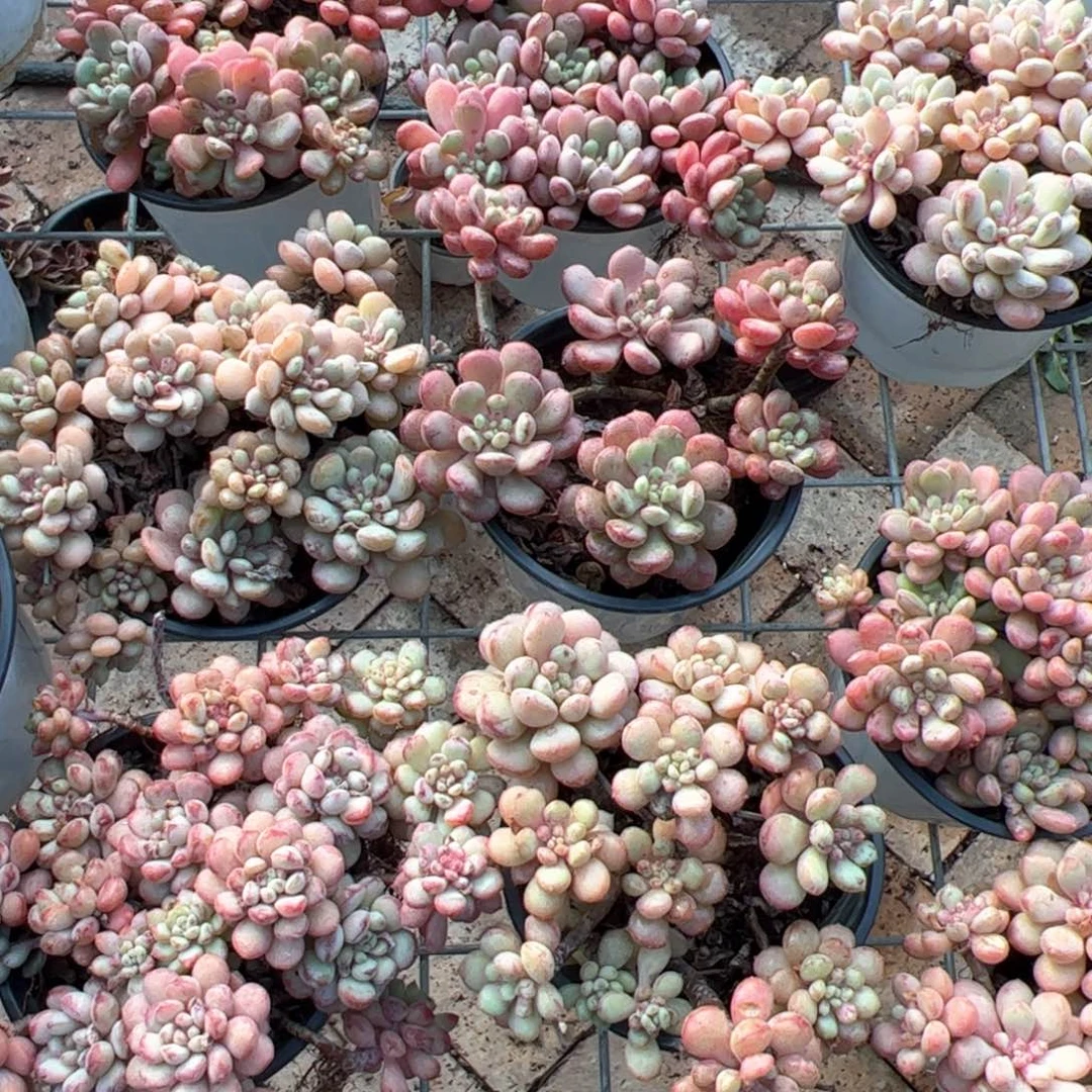 新疆包邮 小红蛋