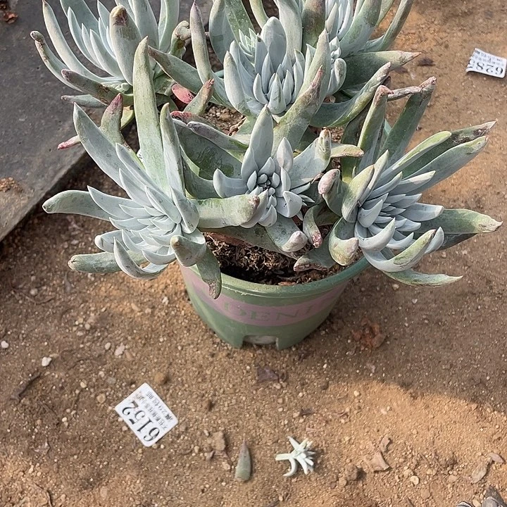 360号奥罗拉多肉植物