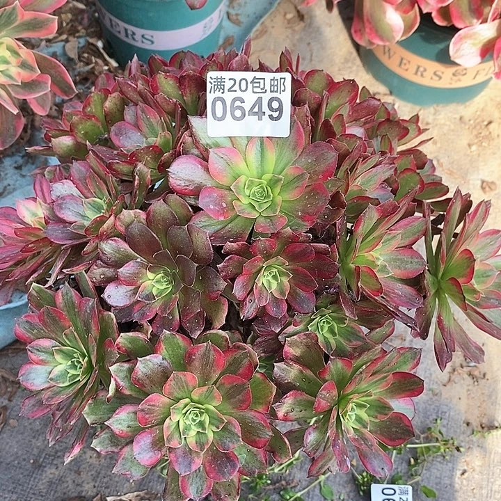 0649 一颗安娜法师