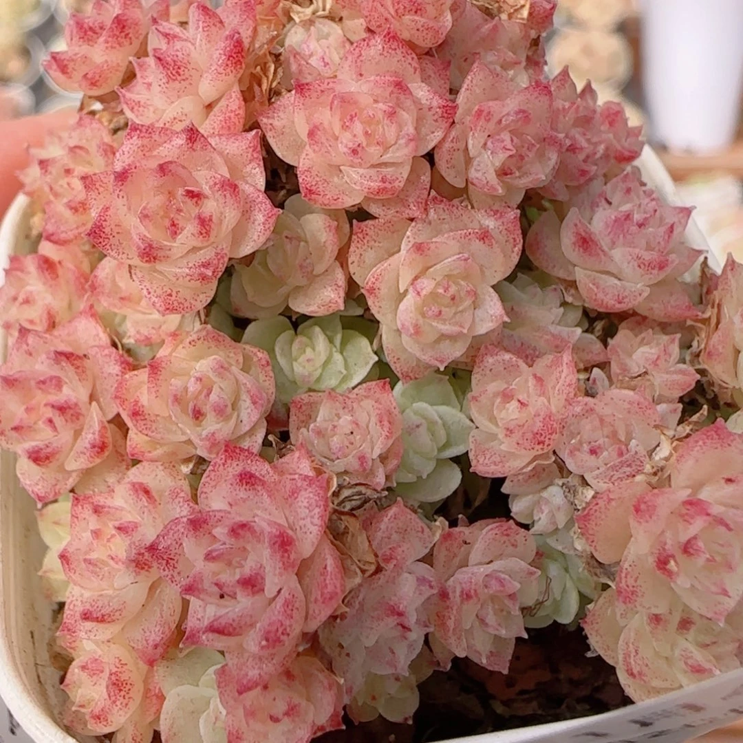 花语多肉0104-169开播福利散