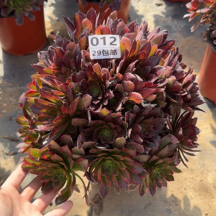 金丝缕……多肉植物……