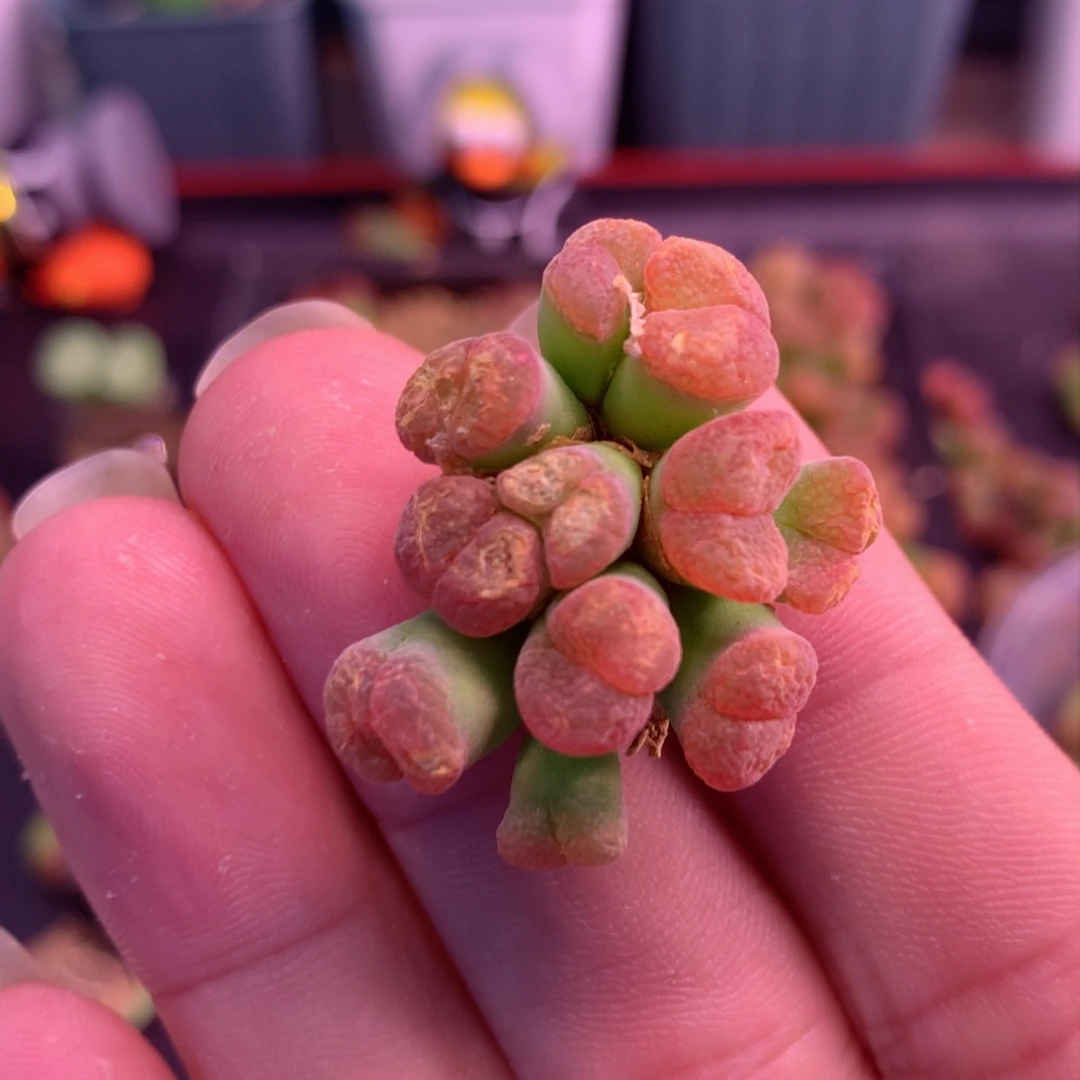 B760风铃植物一物一拍