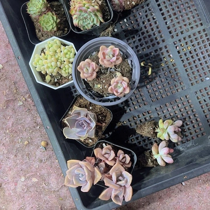 椿*专拍多肉植物大战僵尸