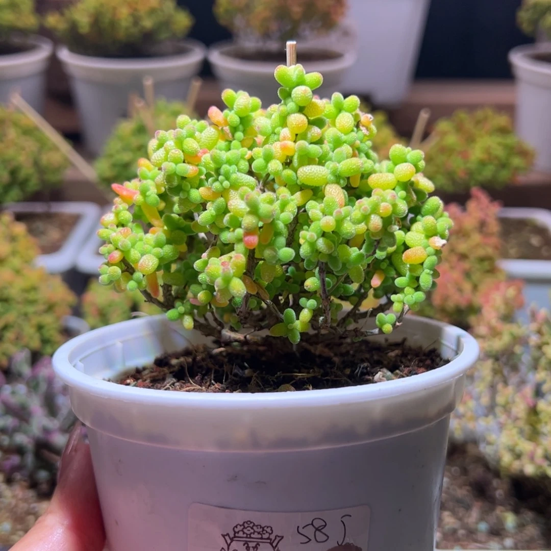 027金桔一物一拍带盆土发货