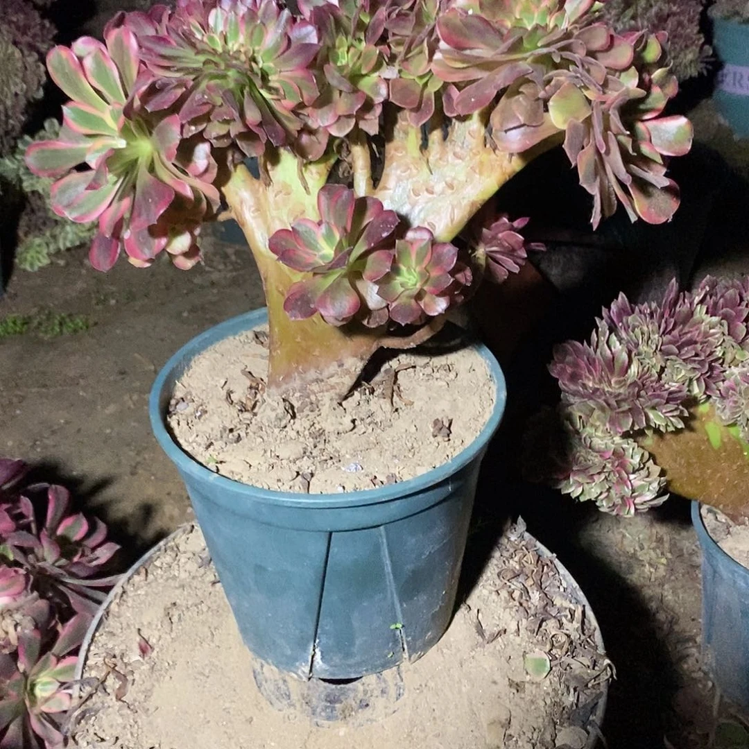 多肉植物五号美杜莎缀化