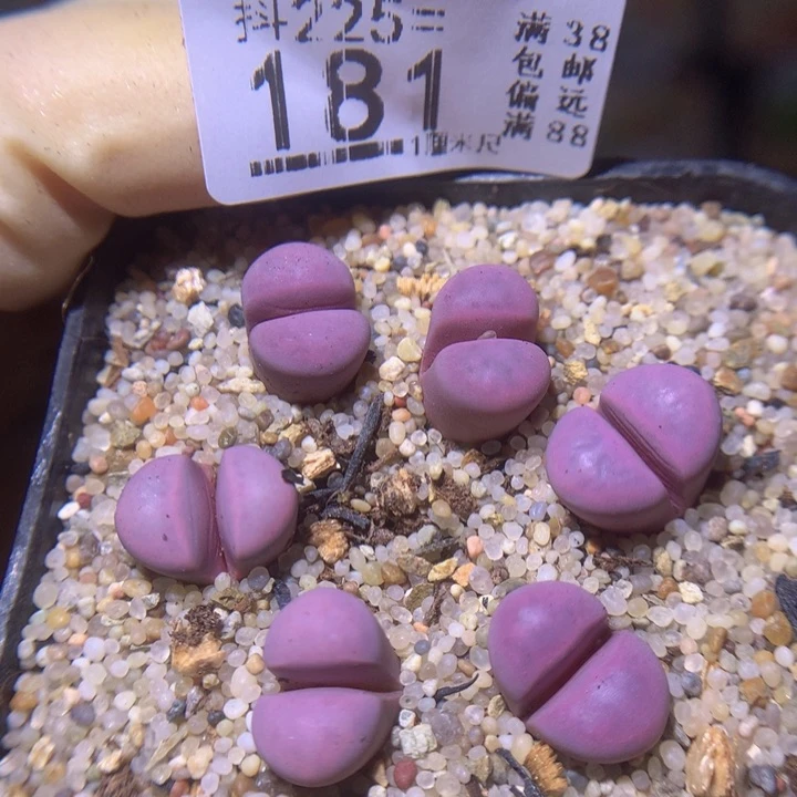 精品生石花225.181