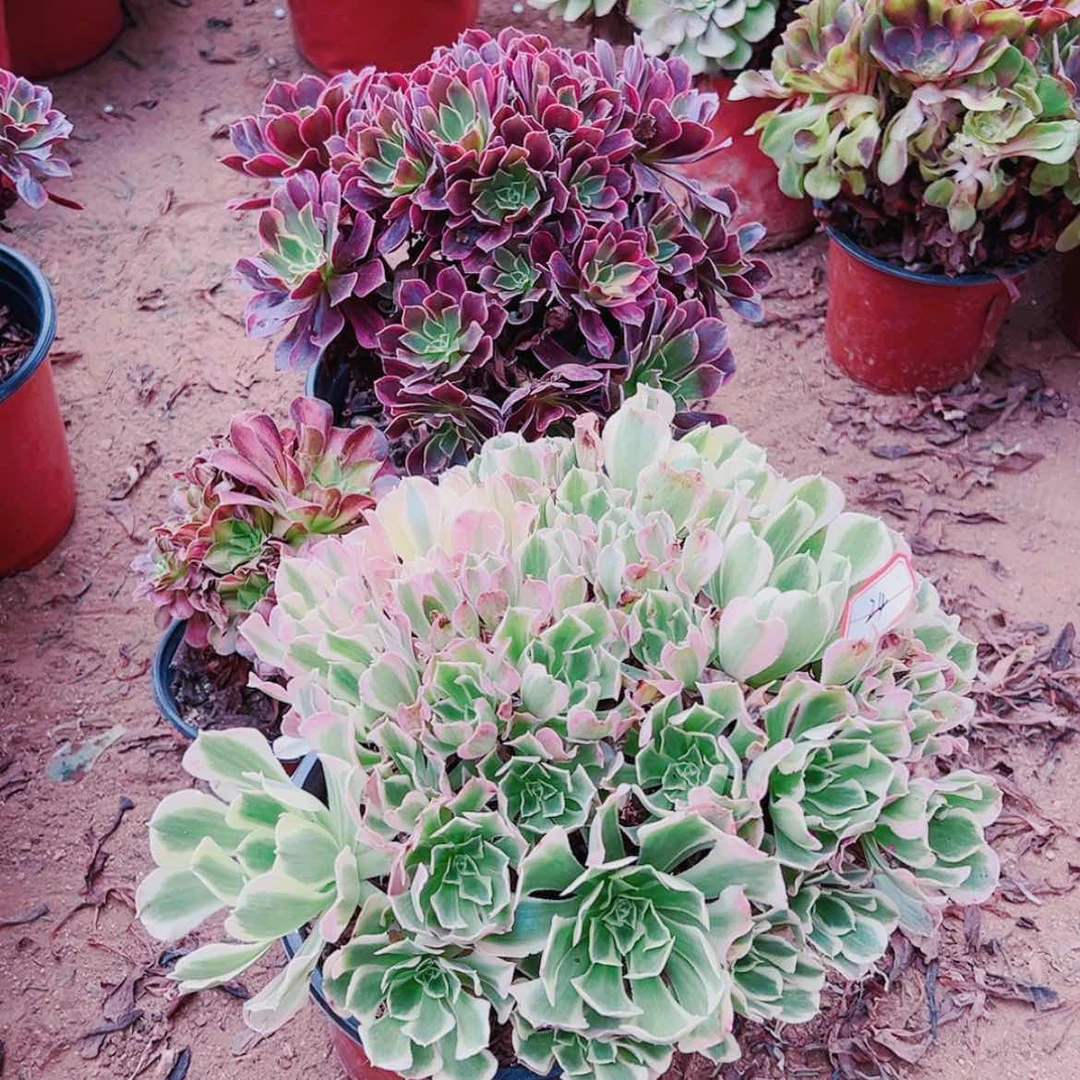 【闪购商品】无花朵航****助24号雨花石，金丝雀送韶华多肉植物无