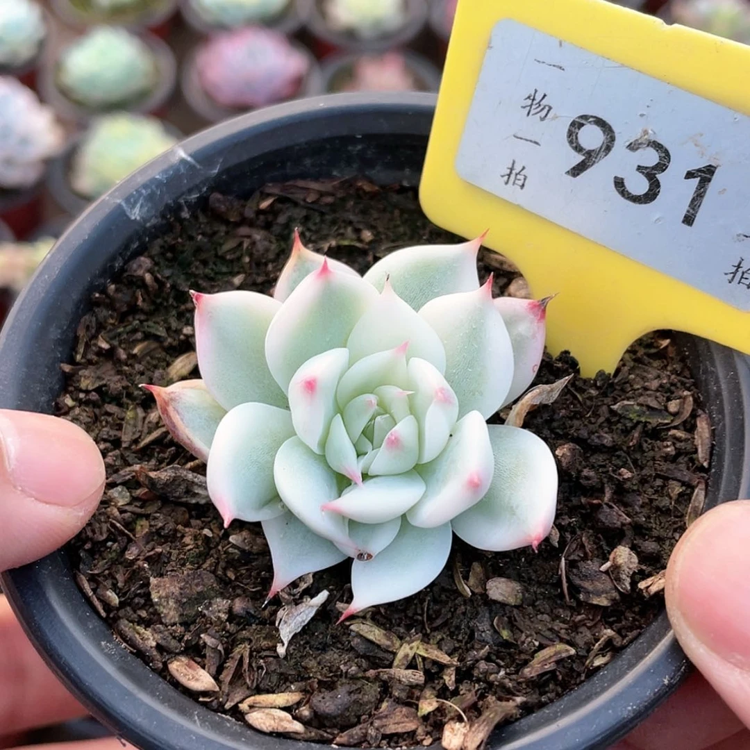 【闪购商品】西**心931号