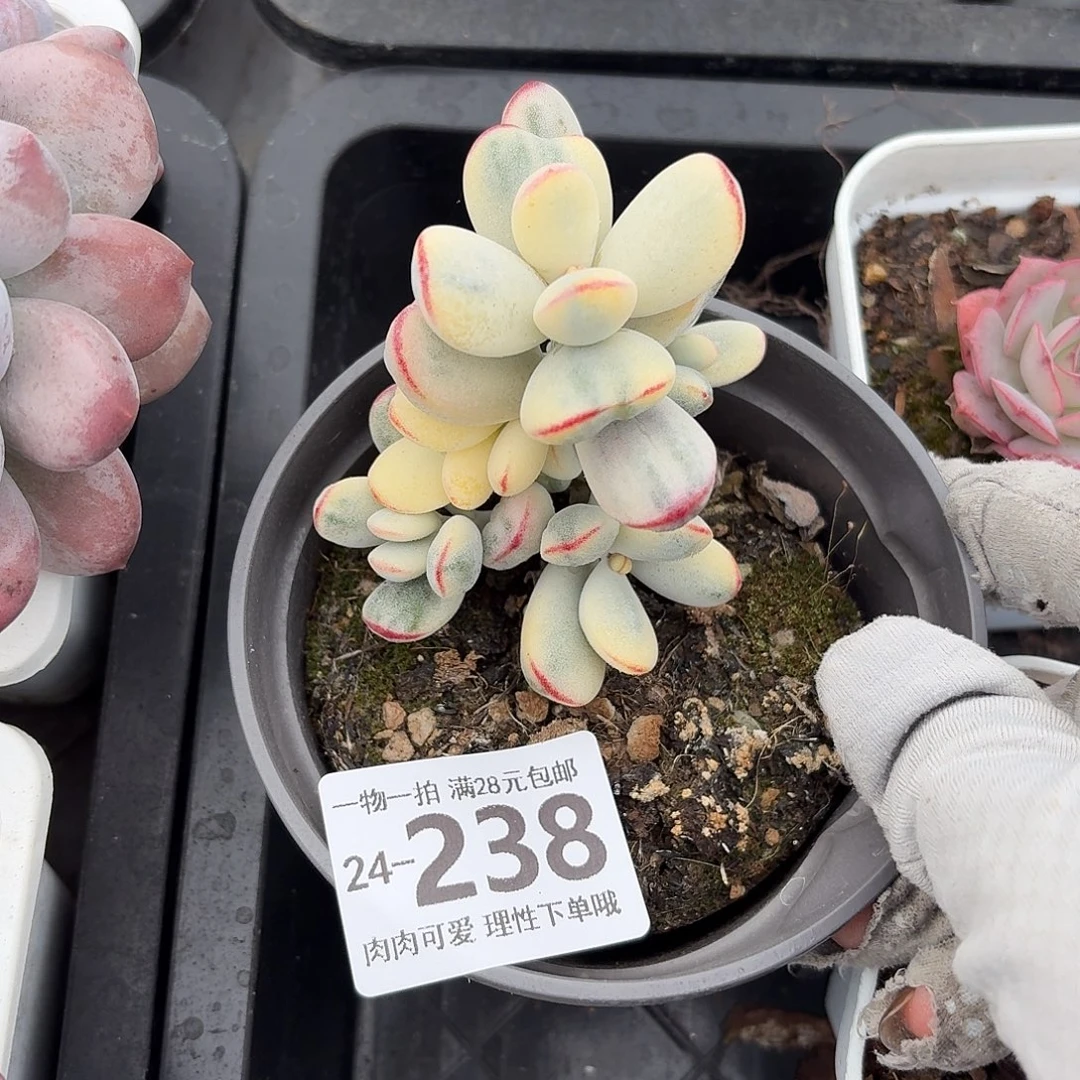 乒乓福娘锦无盆土发货无