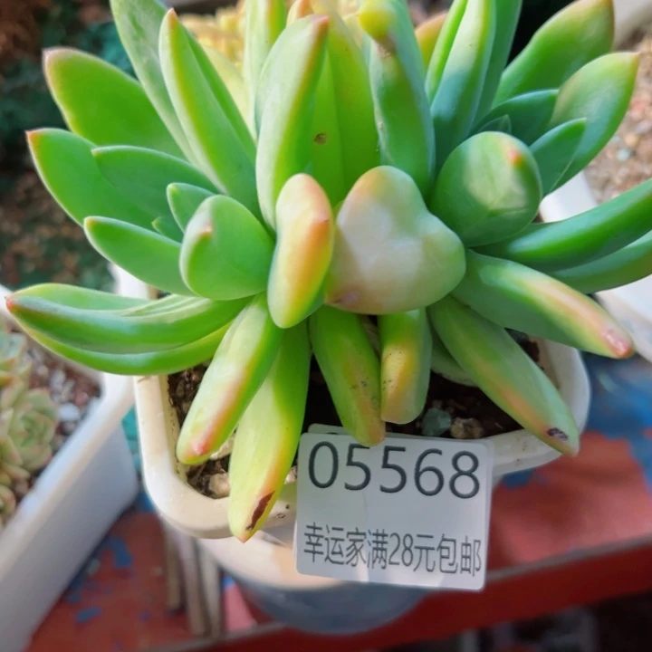 幸运的是我还在努力地