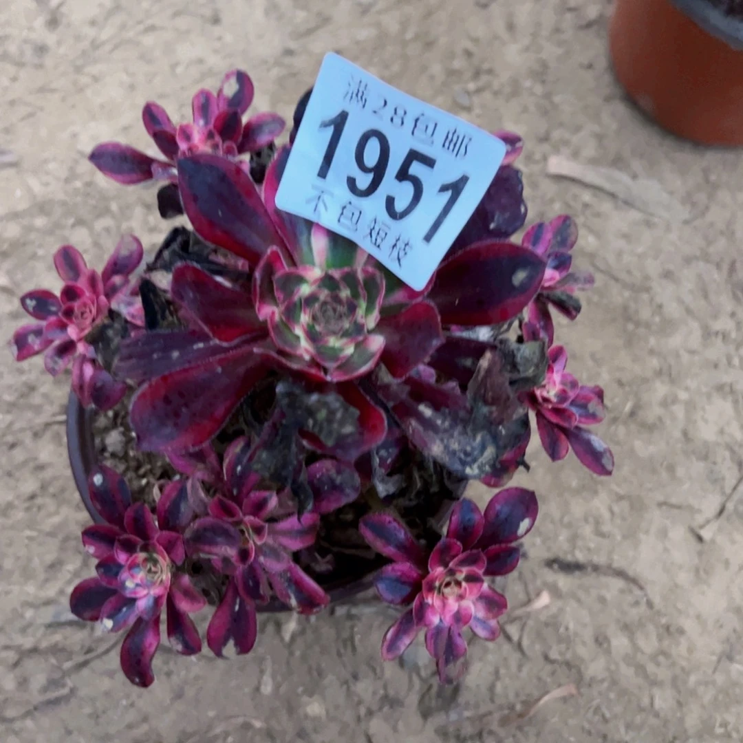 1951香奈地多肉植物法师