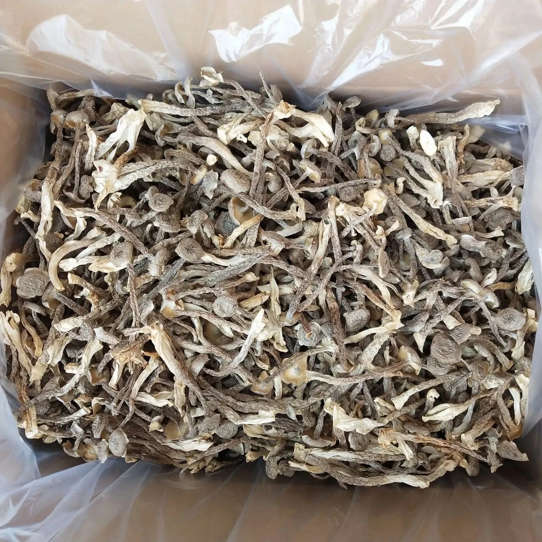 鹿茸菇干货特价头茬
