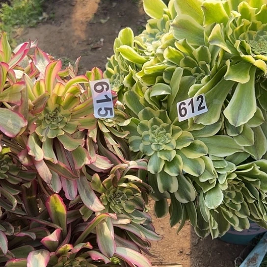 安**米多肉植物两个